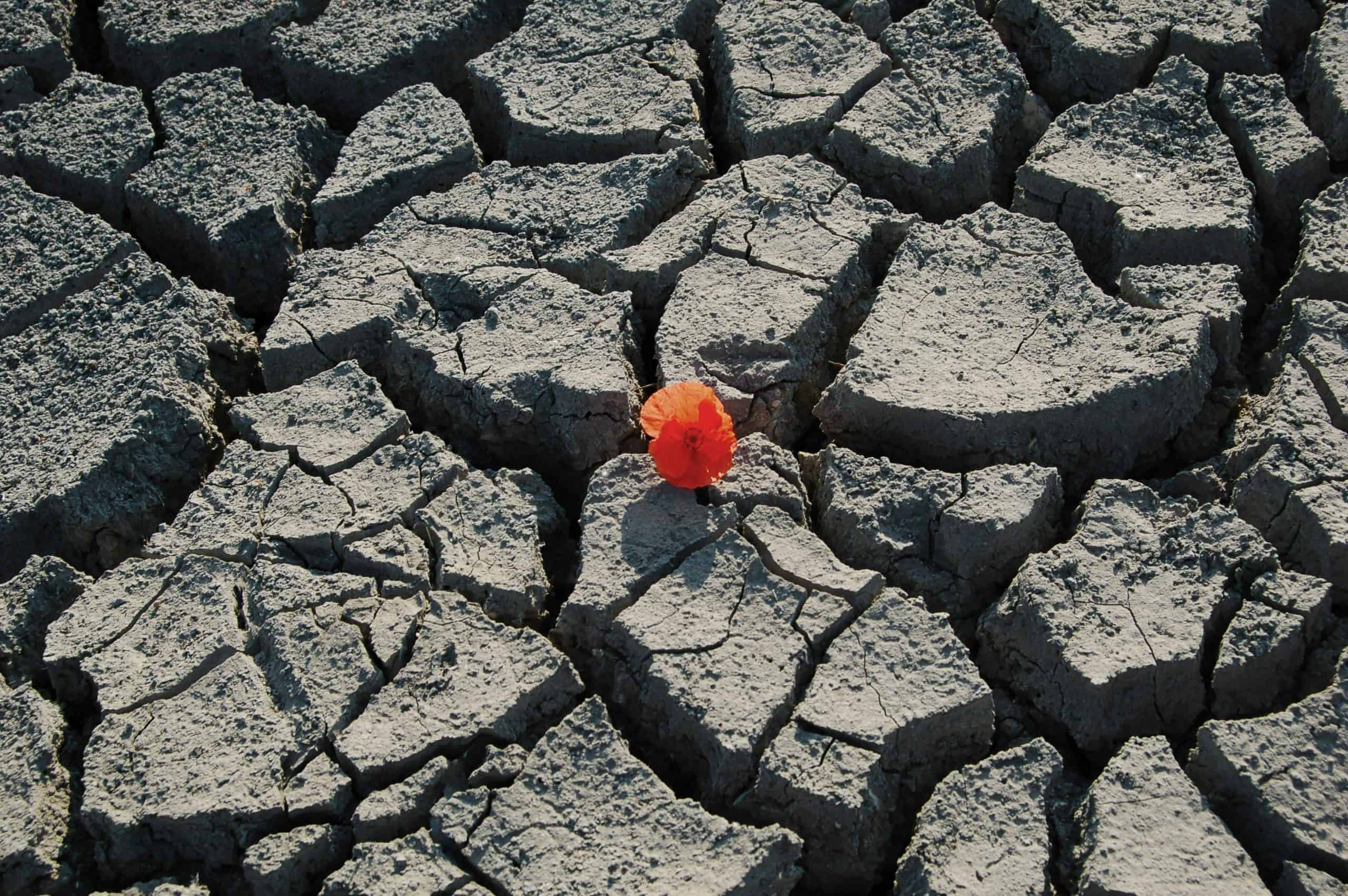 A single red flower defiantly grows from the deep cracks of a dry, parched earth. The image symbolizes resilience, hope, and the ability to survive and thrive even in extreme conditions. The flower stands as a testament to strength and renewal in the face of adversity.